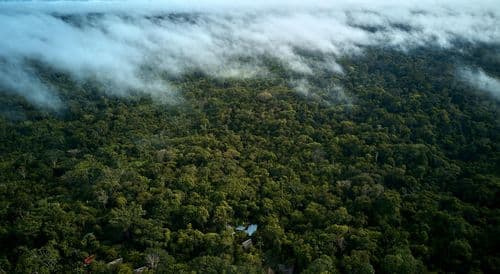 amazonia calanoa colombia