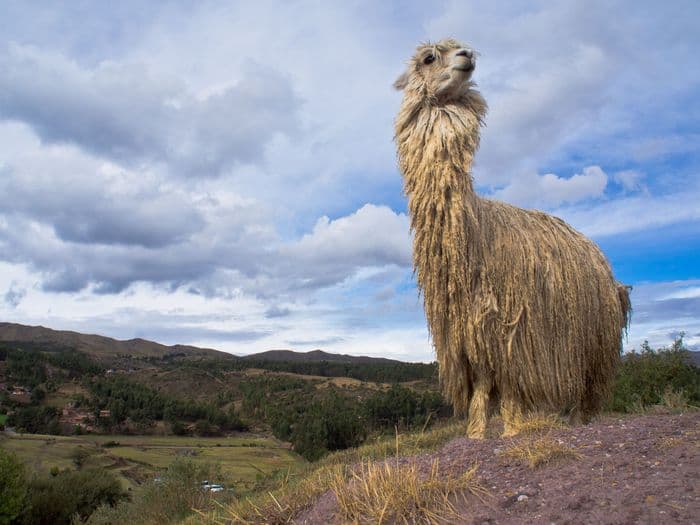 peru